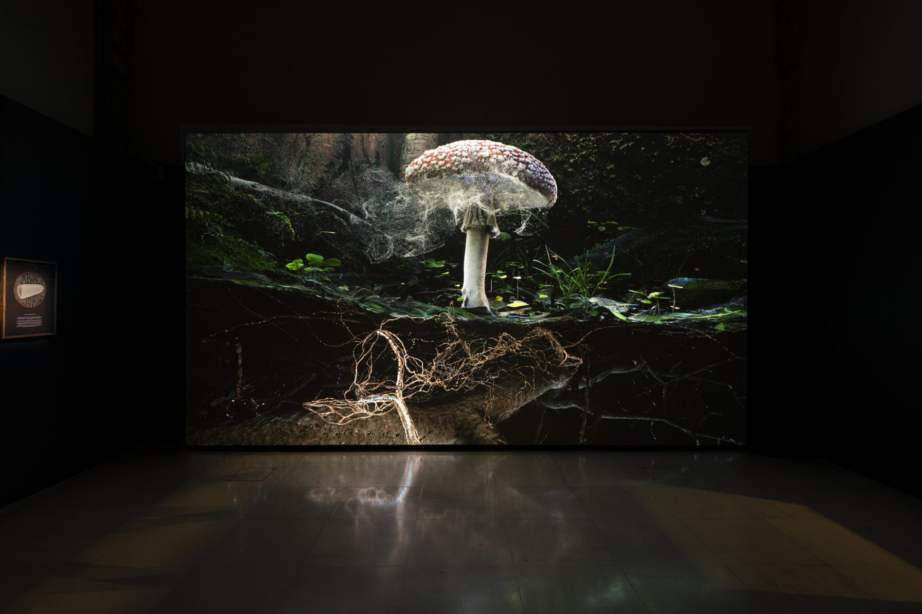 Poetics of Soil: Fly Agaric I — Executive Creative Producer, 2025